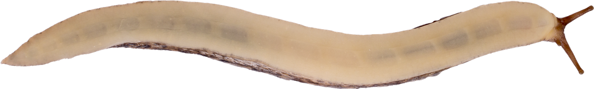 Limax maximusPANTERSNIGEL17,8 × 117,8 mm